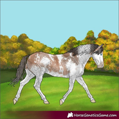 Horse Color:White Spotted Bay Splash