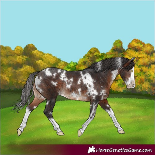 Horse Color:White Spotted Brown Splash Rabicano