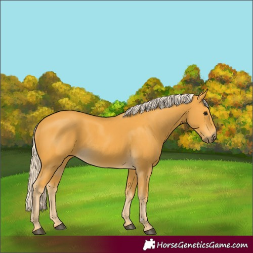 Horse Color:Palomino
