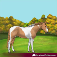 Horse Color:Chestnut Tobiano 