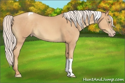 Horse Color:Silver Amber Champagne Tobiano 