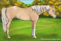 Horse Color:Silver Amber Champagne Tobiano