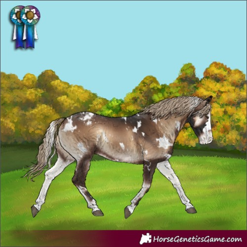 Horse Color:White Spotted Liver Red Onyx Appaloosa 
