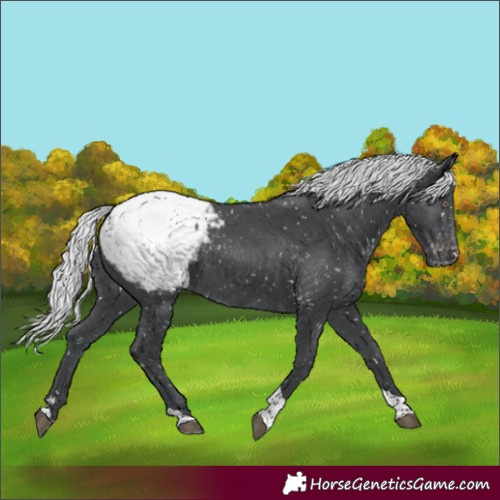 Horse Color:Silver Black Chinchilla Tobiano Appaloosa