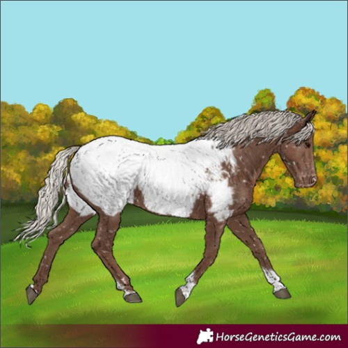 Horse Color:Silver Black Tobiano Appaloosa 