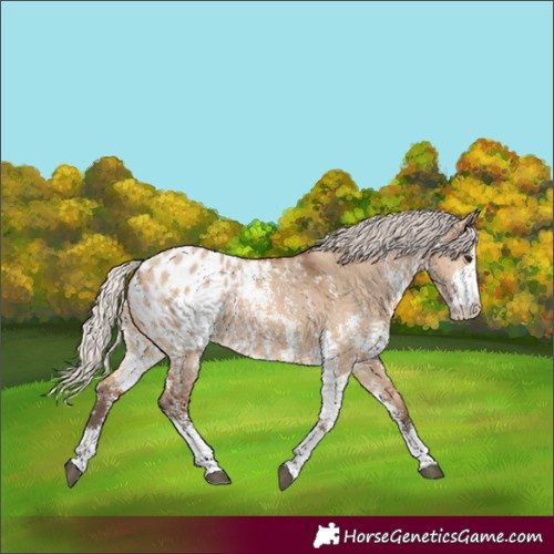 Horse Color:Silver Bay Dun Sabino Appaloosa 