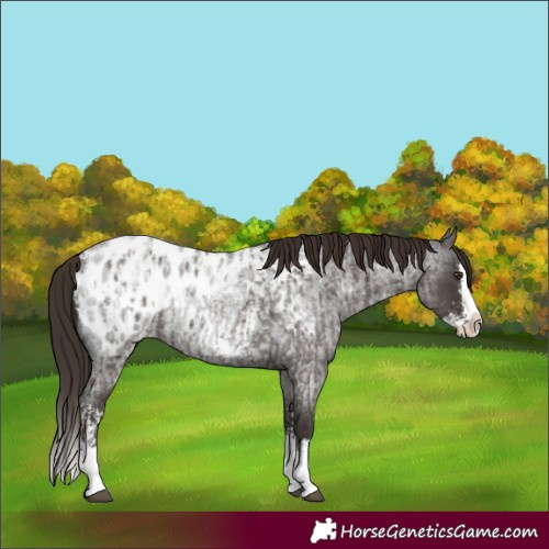 Horse Color:Liver Red Roan Sabino Splash Appaloosa  and Liver Red Roan Sabino Splash Appaloosa Rabicano 