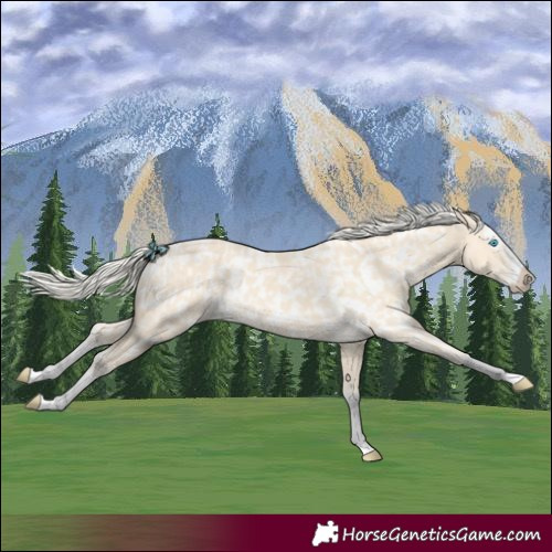 Horse Color:Cremello Splash  and Cremello Splash Near Leopard 
