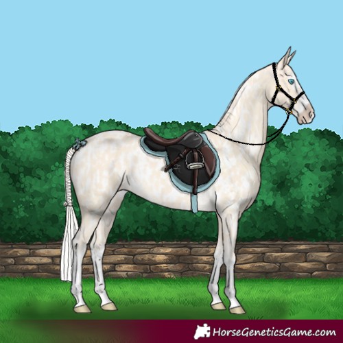 Horse Color:Cremello Splash  and Cremello Splash Appaloosa 