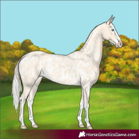 Horse Color:Cremello Splash and Cremello Splash Appaloosa