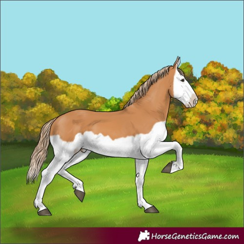 Horse Color:Chestnut Splash Frame