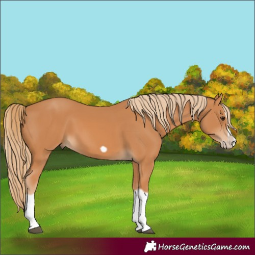 Horse Color:Chestnut Splash Frame