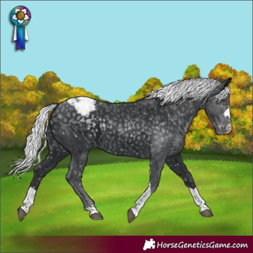 Horse Color:Silver Black Chinchilla Tobiano Appaloosa