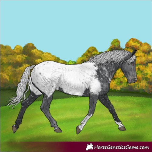 Horse Color:Silver Black Chinchilla Tobiano Appaloosa