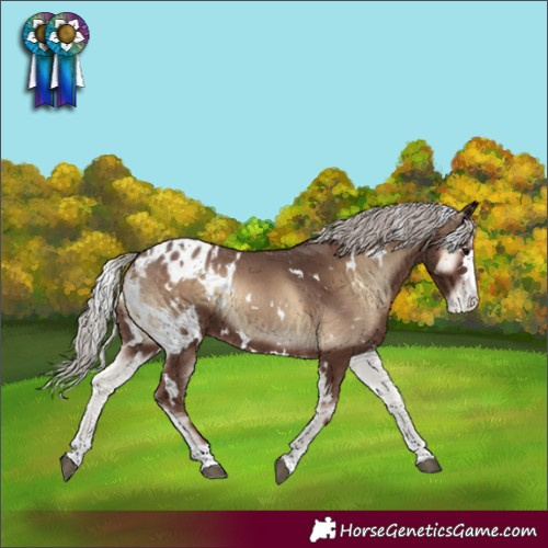 Horse Color:White Spotted Silver Blue Onyx Appaloosa