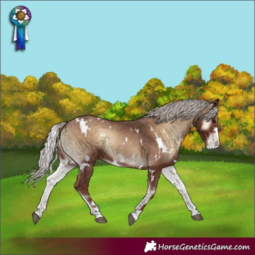 Horse Color:White Spotted Silver Blue Onyx Appaloosa 