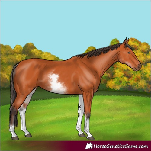 Horse Color:White Spotted Bay