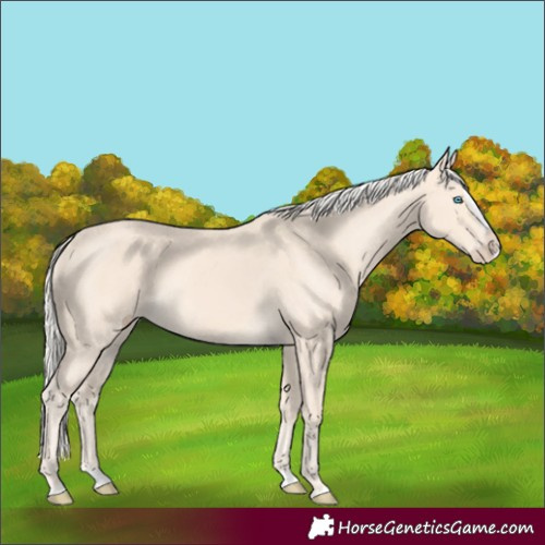 Horse Color:Cremello Splash and Cremello Splash
