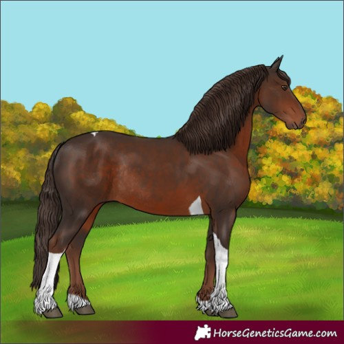 Horse Color:Unknown 