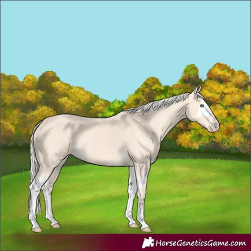 Horse Color:Cremello Splash  and Cremello Splash 