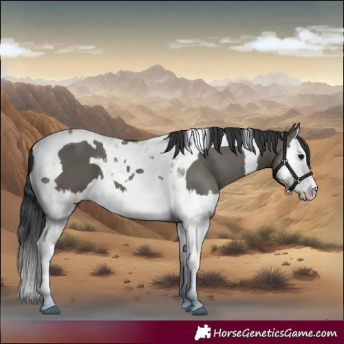 Horse Color:Grullo Splash Tobiano 