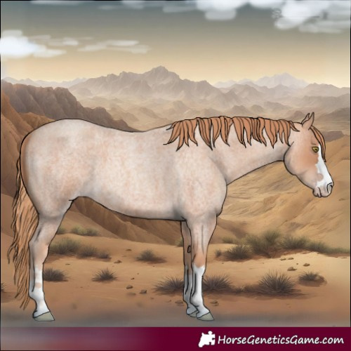 Horse Color:Gold Champagne Roan 
