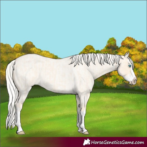 Horse Color:Cremello Roan Splash and Cremello Roan Splash