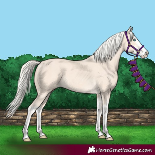Horse Color:Cremello Splash and Cremello Splash