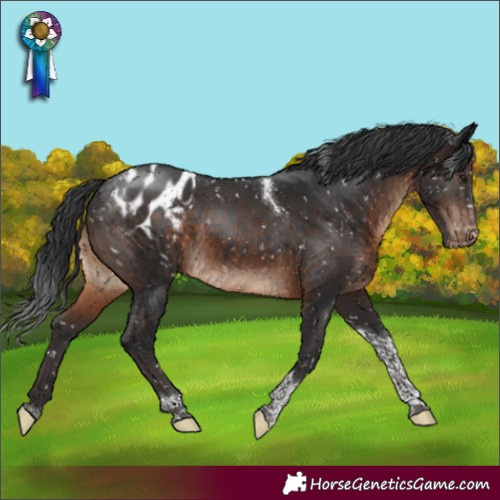 Horse Color:Brown Tobiano Appaloosa Rabicano 