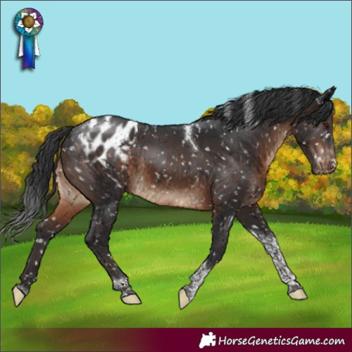 Horse Color:Brown Tobiano Blanket Rabicano 
