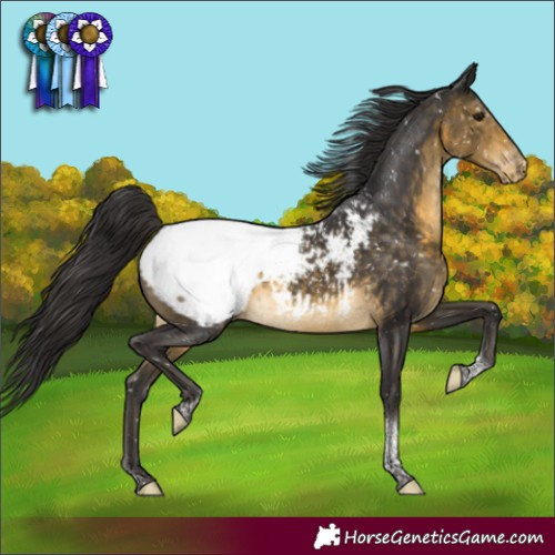 Horse Color:Buckskin Tobiano Appaloosa 