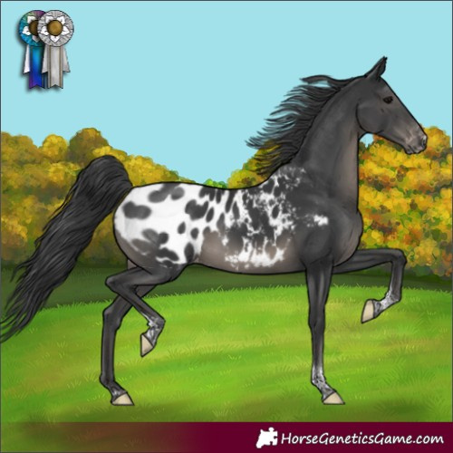 Horse Color:Black Tobiano Appaloosa Rabicano 