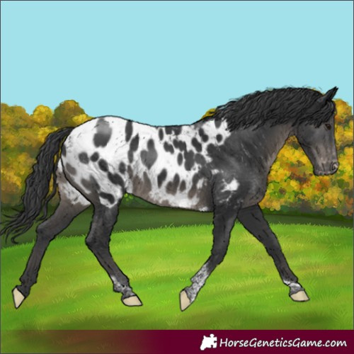 Horse Color:Black Tobiano Appaloosa Rabicano
