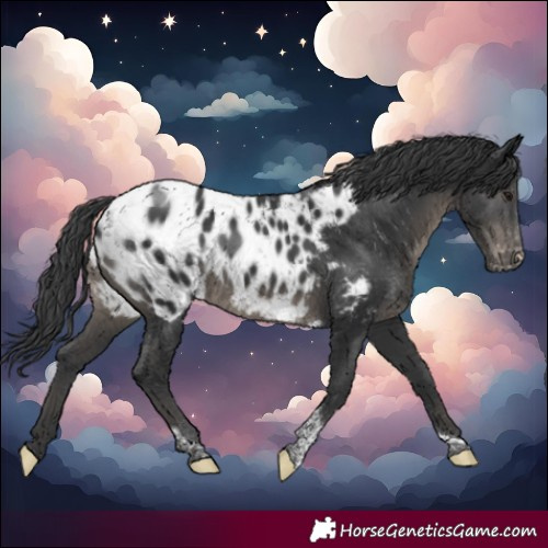 Horse Color:Black Tobiano Near Leopard Rabicano 