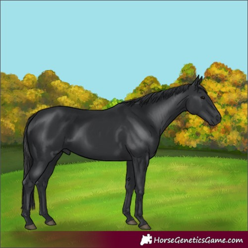 Horse Color:Black 
