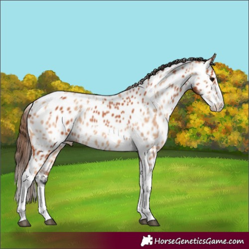Horse Color:Bay Splash Tobiano Appaloosa and Amber Champagne Splash Tobiano Appaloosa