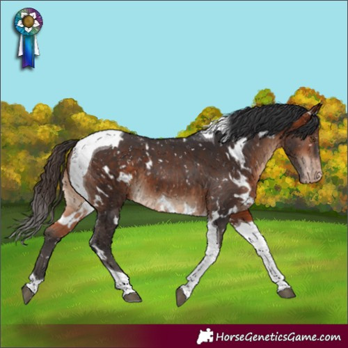 Horse Color:White Spotted Bay Tobiano Appaloosa