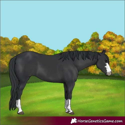 Horse Color:Black 