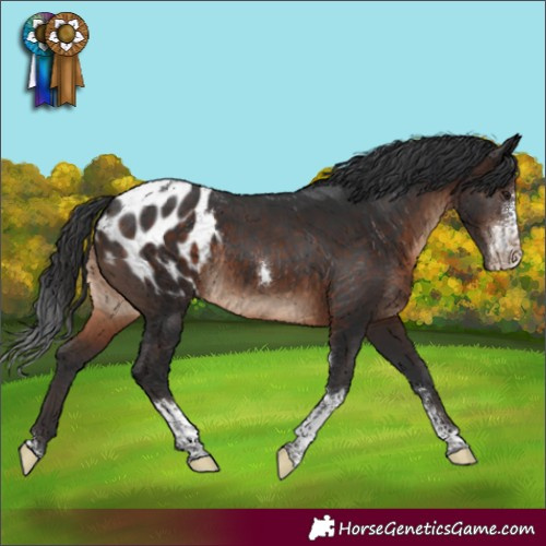 Horse Color:Brown Sabino Tobiano Appaloosa Rabicano