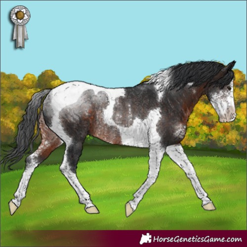 Horse Color:Brown Sabino Tobiano Rabicano
