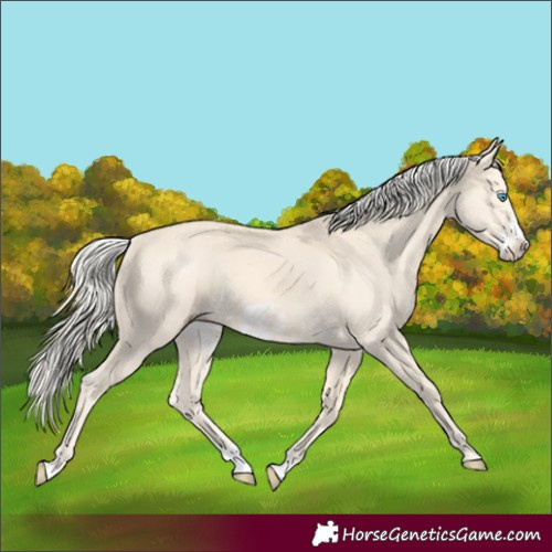Horse Color:Cremello Splash  and Cremello Splash Frame 