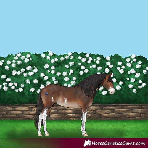 Horse Color:Bay Sabino