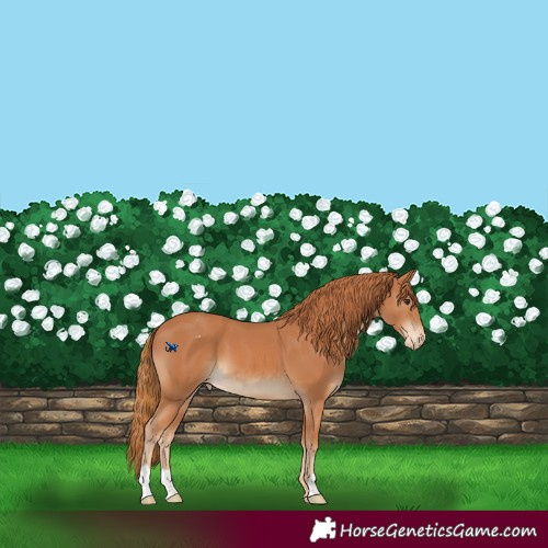 Horse Color:Chestnut Appaloosa