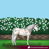 Horse Color:White Spotted Silver Amber Champagne Sabino Splash Blanket