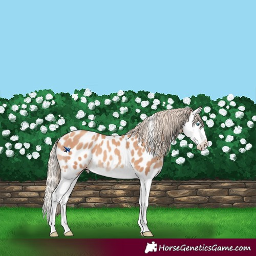 Horse Color:Gold Champagne Splash Near Leopard 