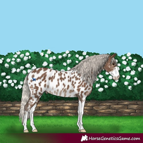 Horse Color:Silver Black Sabino Appaloosa