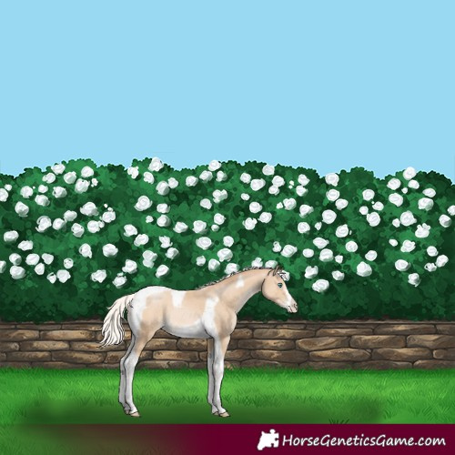 Horse Color:Silver Brown Snowdrop Pearl Tobiano Frame Rabicano 