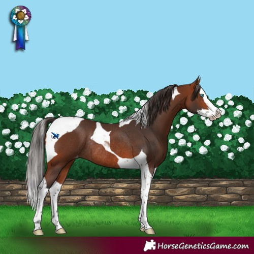 Horse Color:Bay Splash Tobiano Varnish Rabicano