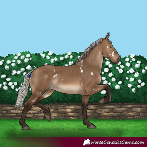 Horse Color:Gray White Spotted Silver Bay Dun Mushroom