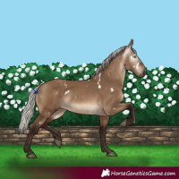 Horse Color:Gray White Spotted Silver Bay Dun Mushroom 